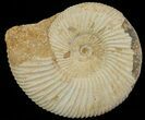 Perisphinctes Ammonite - Jurassic #68167-1